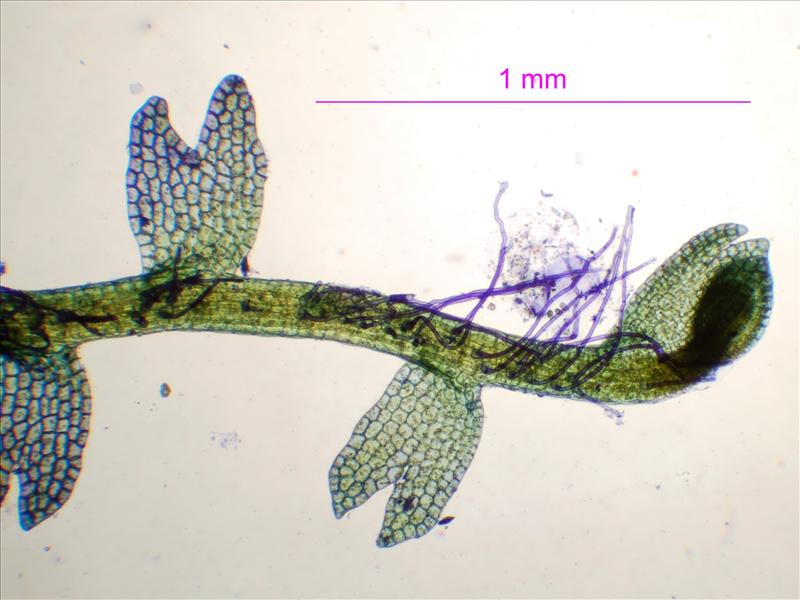 Cladopodiella fluitans (door Rudi Zielman)