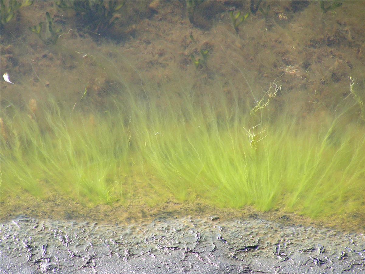 Cladophora albida (door Mart Karremans)