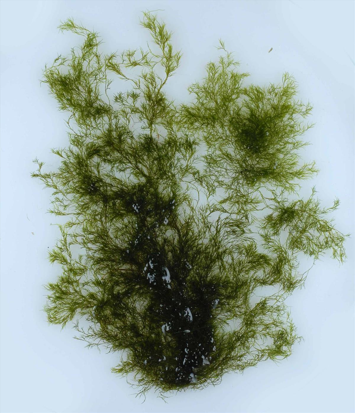 Cladophora albida (door Mart Karremans)