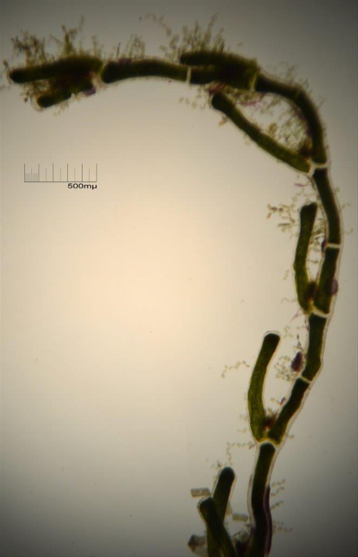 Cladophora laetevirens (door Mart Karremans)