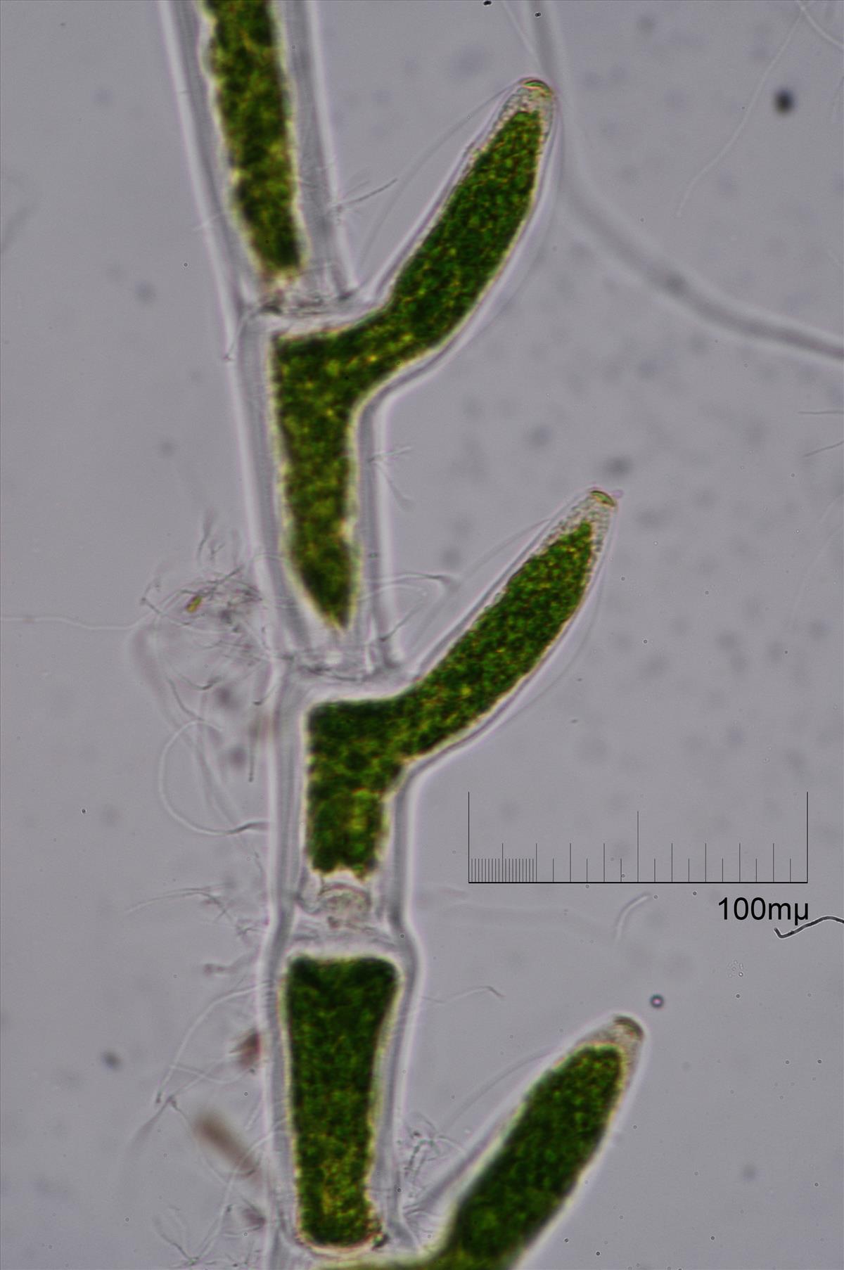 Cladophora sericea (door Mart Karremans)