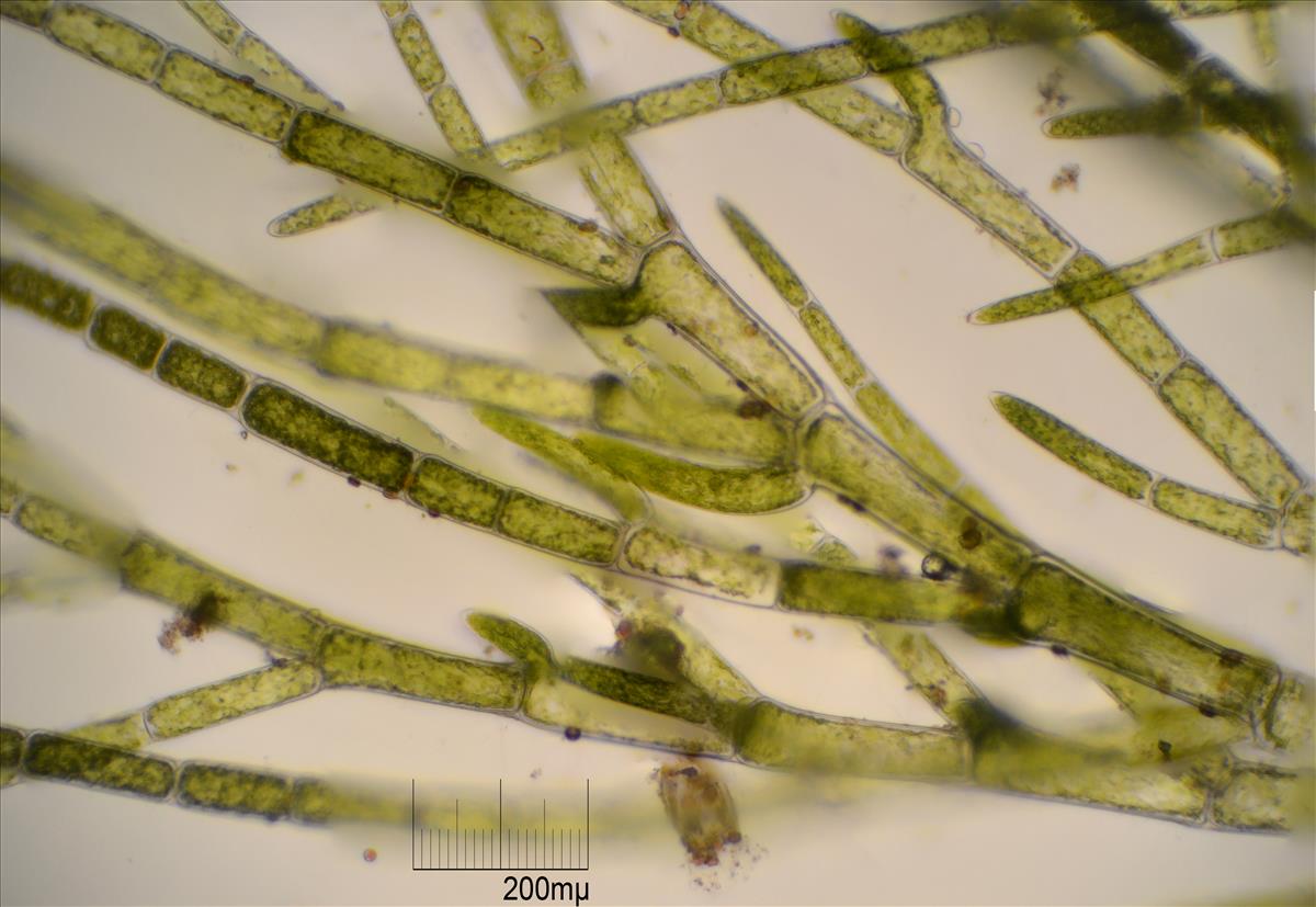 Cladophora sericea (door Mart Karremans)
