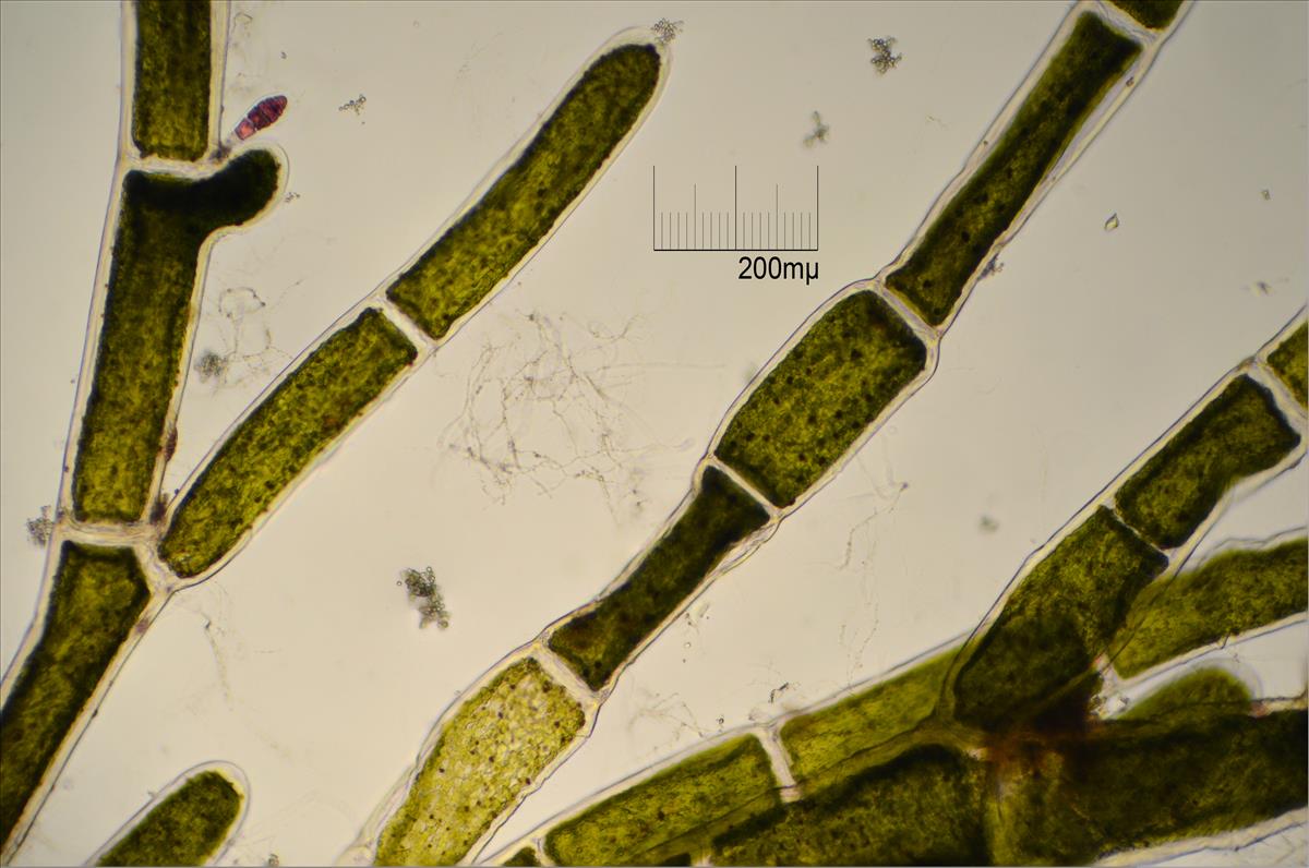 Cladophora vagabunda (door Mart Karremans)