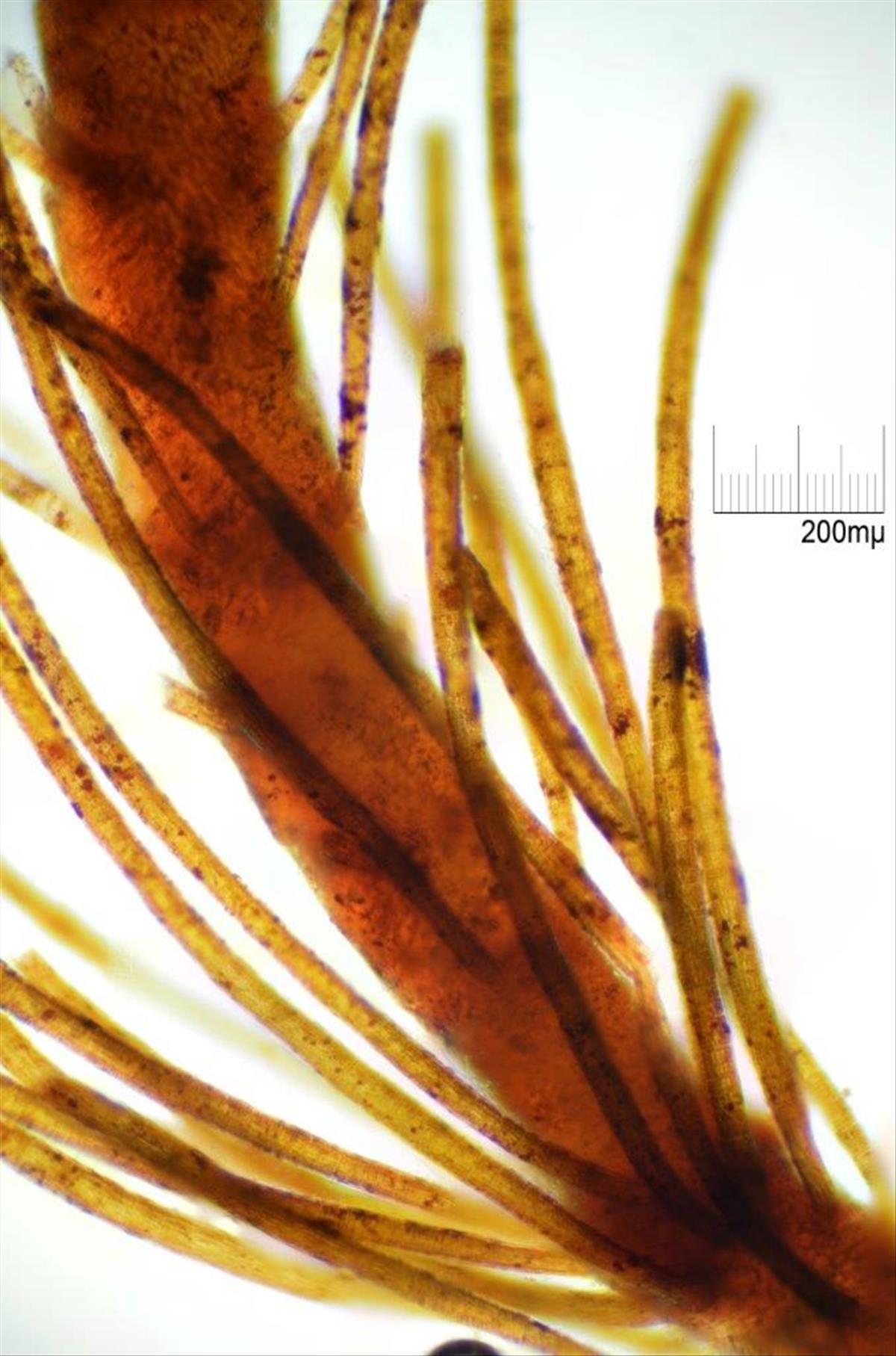 Cladostephus spongiosus (door Mart Karremans)