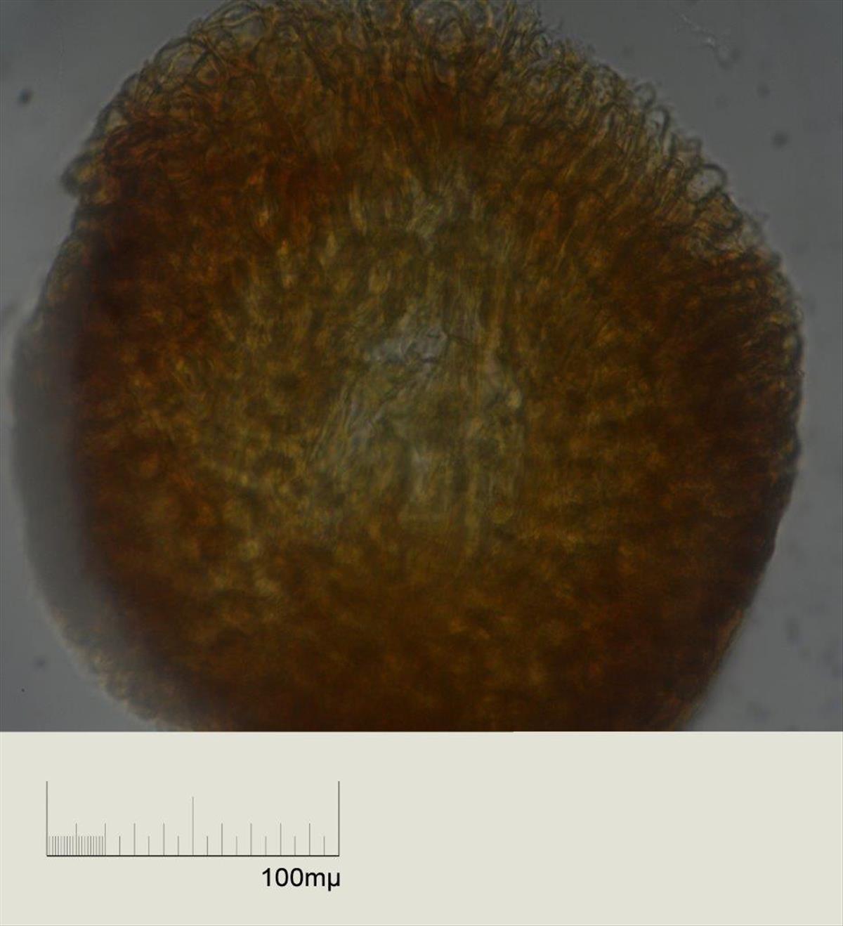 Cladostephus spongiosus (door Mart Karremans)