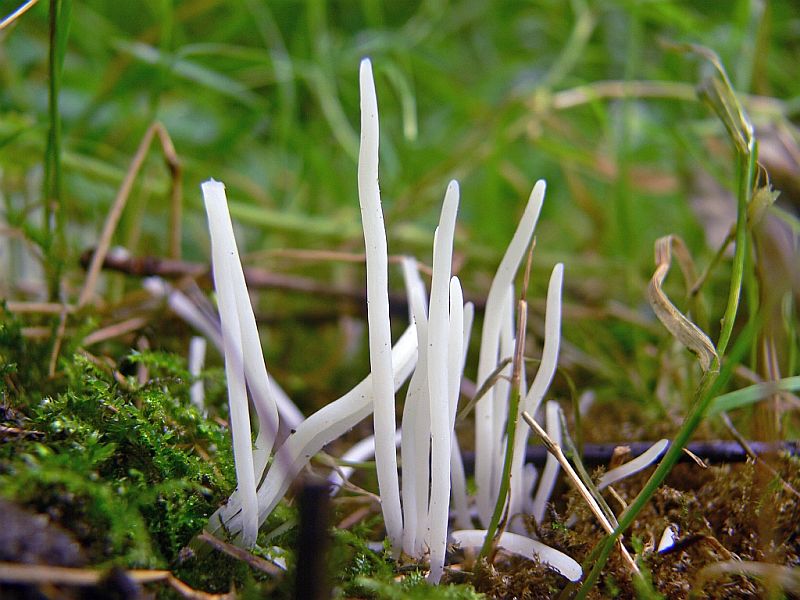 Clavaria fragilis (door Theo Westra)