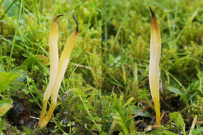 Clavaria straminea (door Marjon van der Vegte )