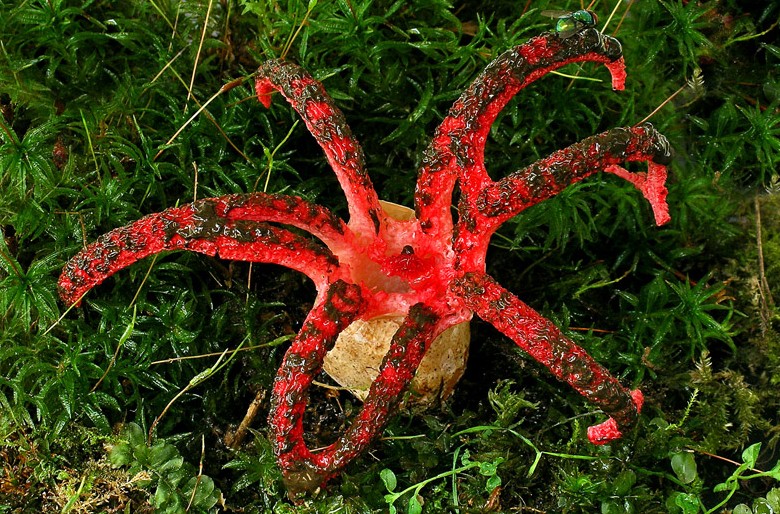 Clathrus archeri (door Henk Huijser)