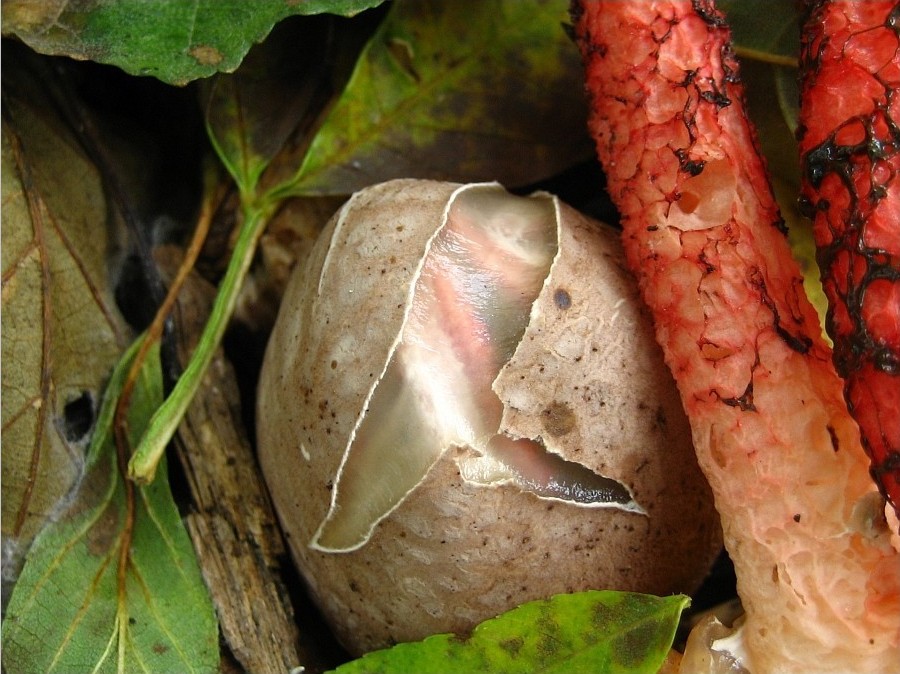 Clathrus archeri (door Alfons Smits)