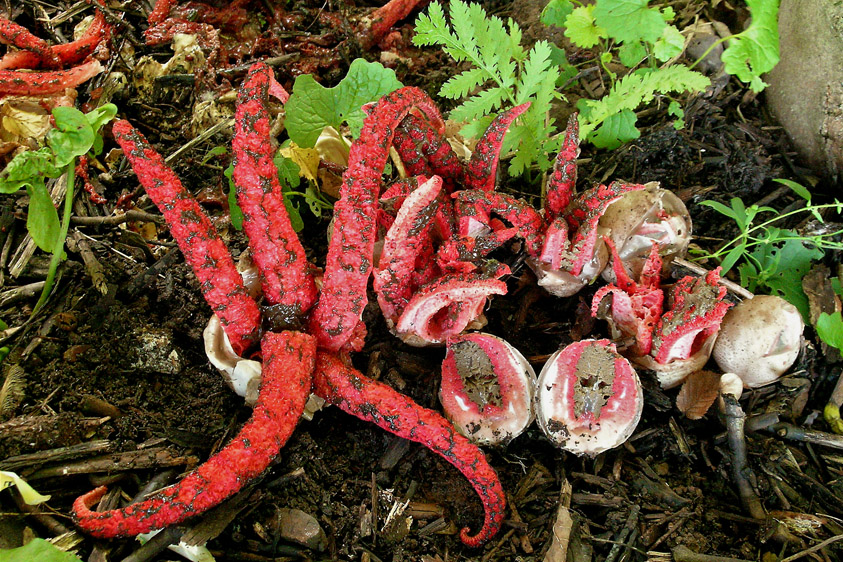 Clathrus archeri (door Henk Huijser)