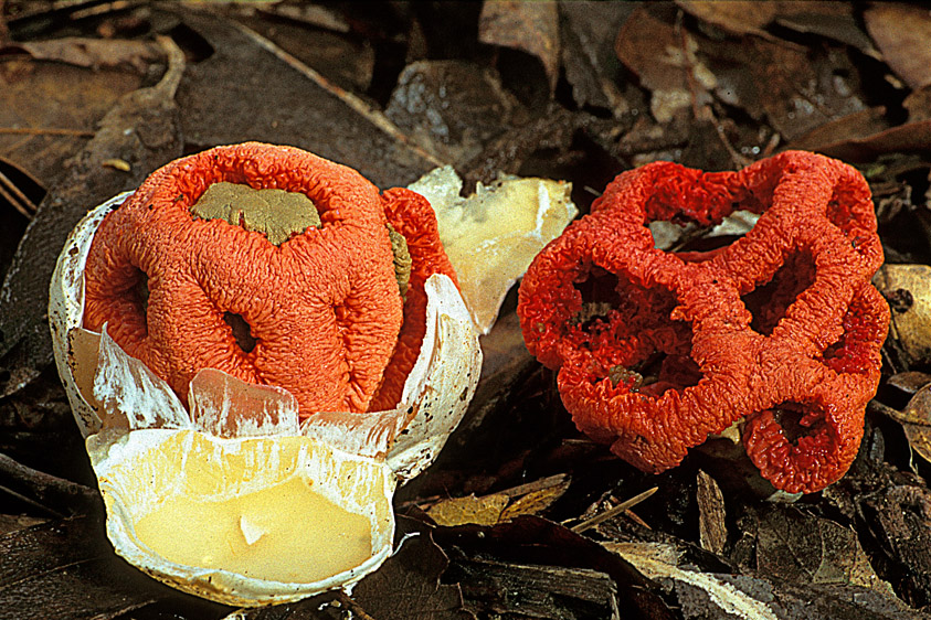 Clathrus ruber (door Henk Huijser)