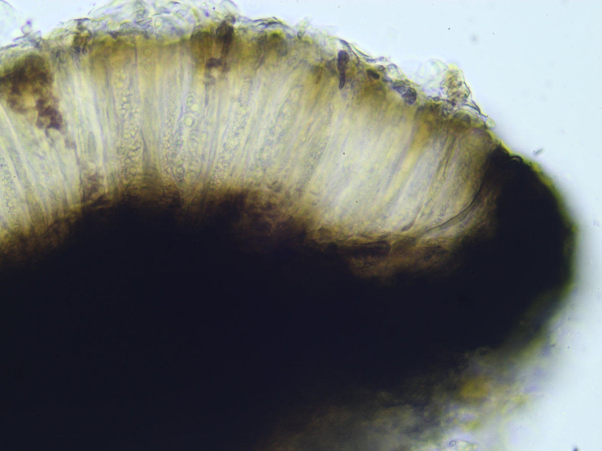 Clauzadea monticola (door Henk-Jan van der Kolk)
