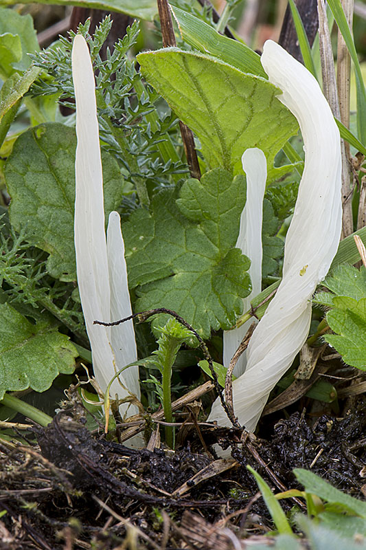 Clavaria amoenoides (door Nico Dam)