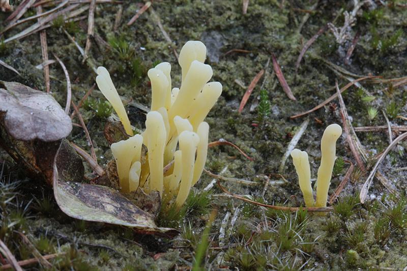 Clavaria argillacea (door Menno Boomsluiter)