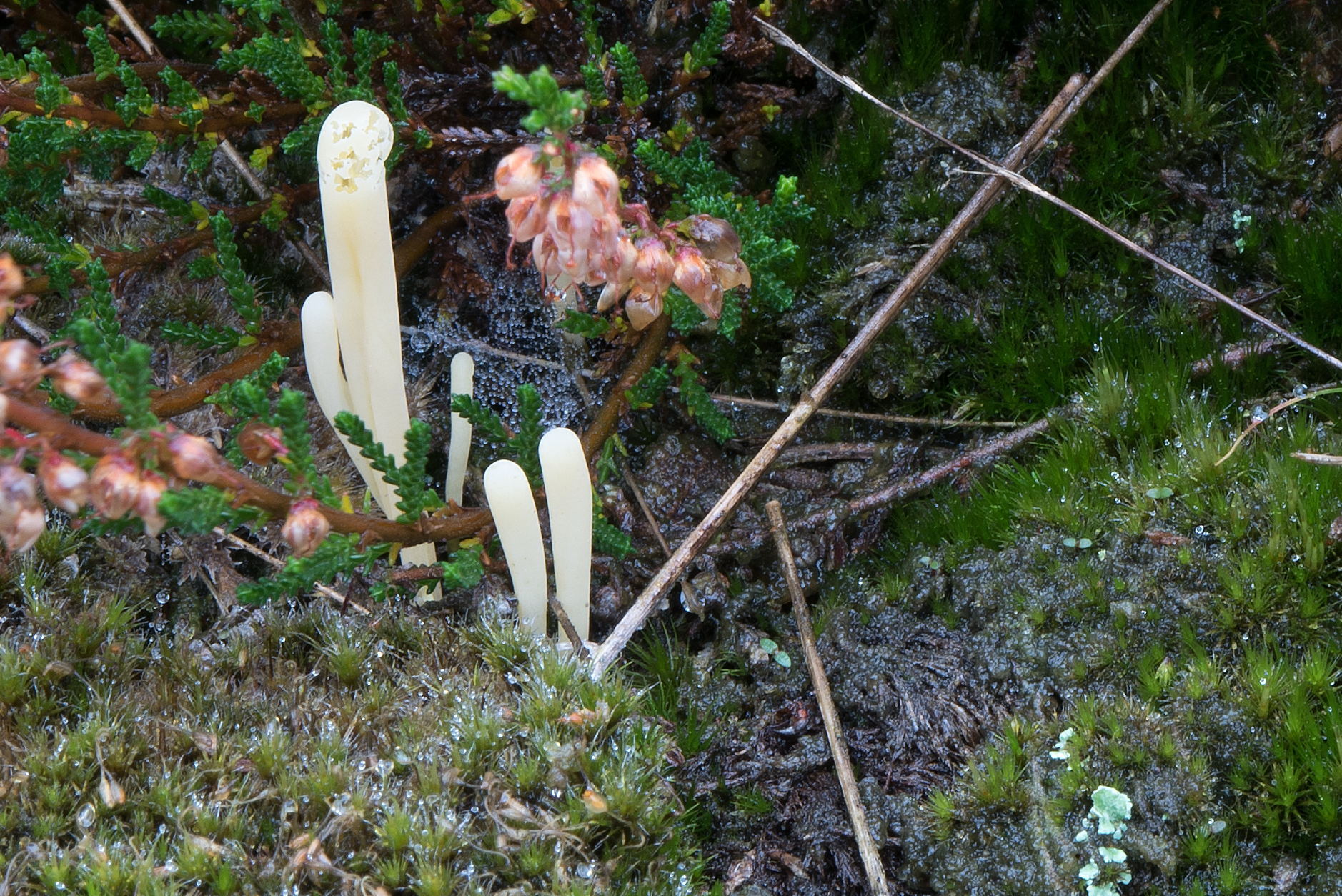 Clavaria argillacea (door John den Daas)