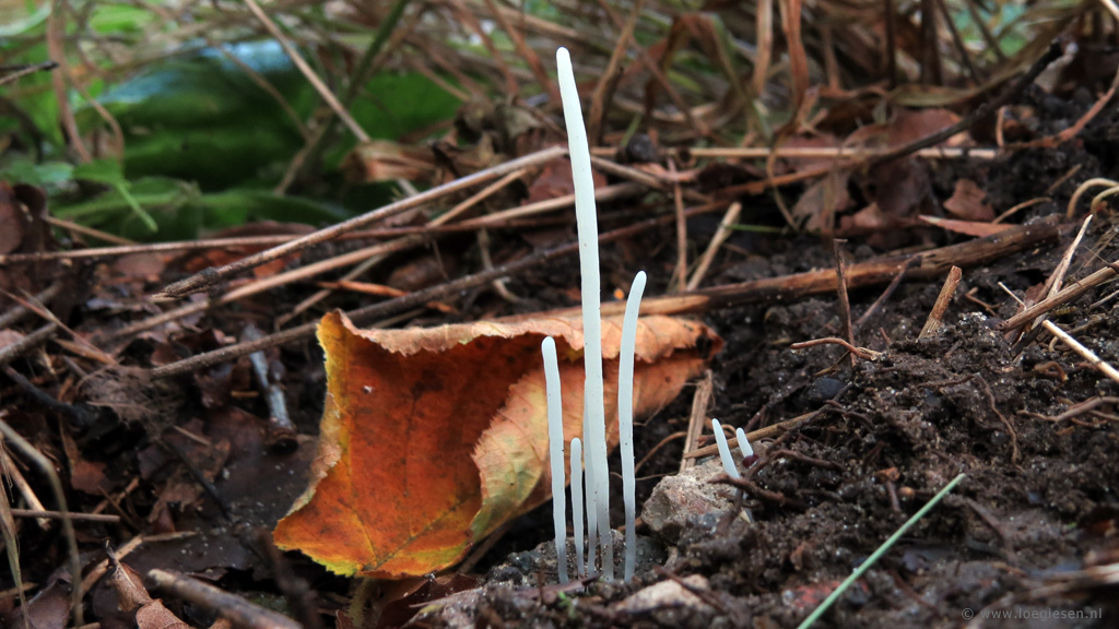 Clavaria falcata (door Loe Giesen)