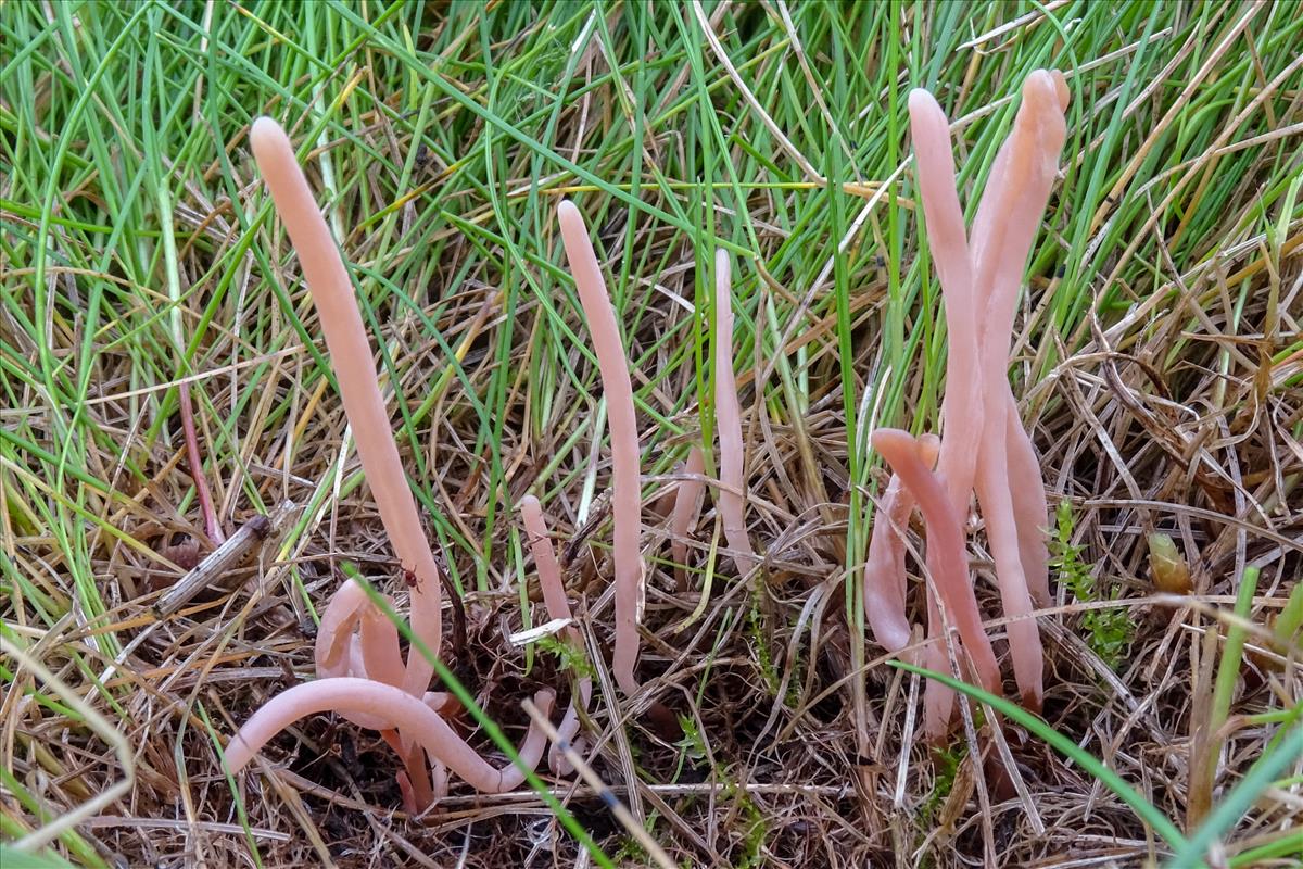 Clavaria incarnata (door Roeland Enzlin)