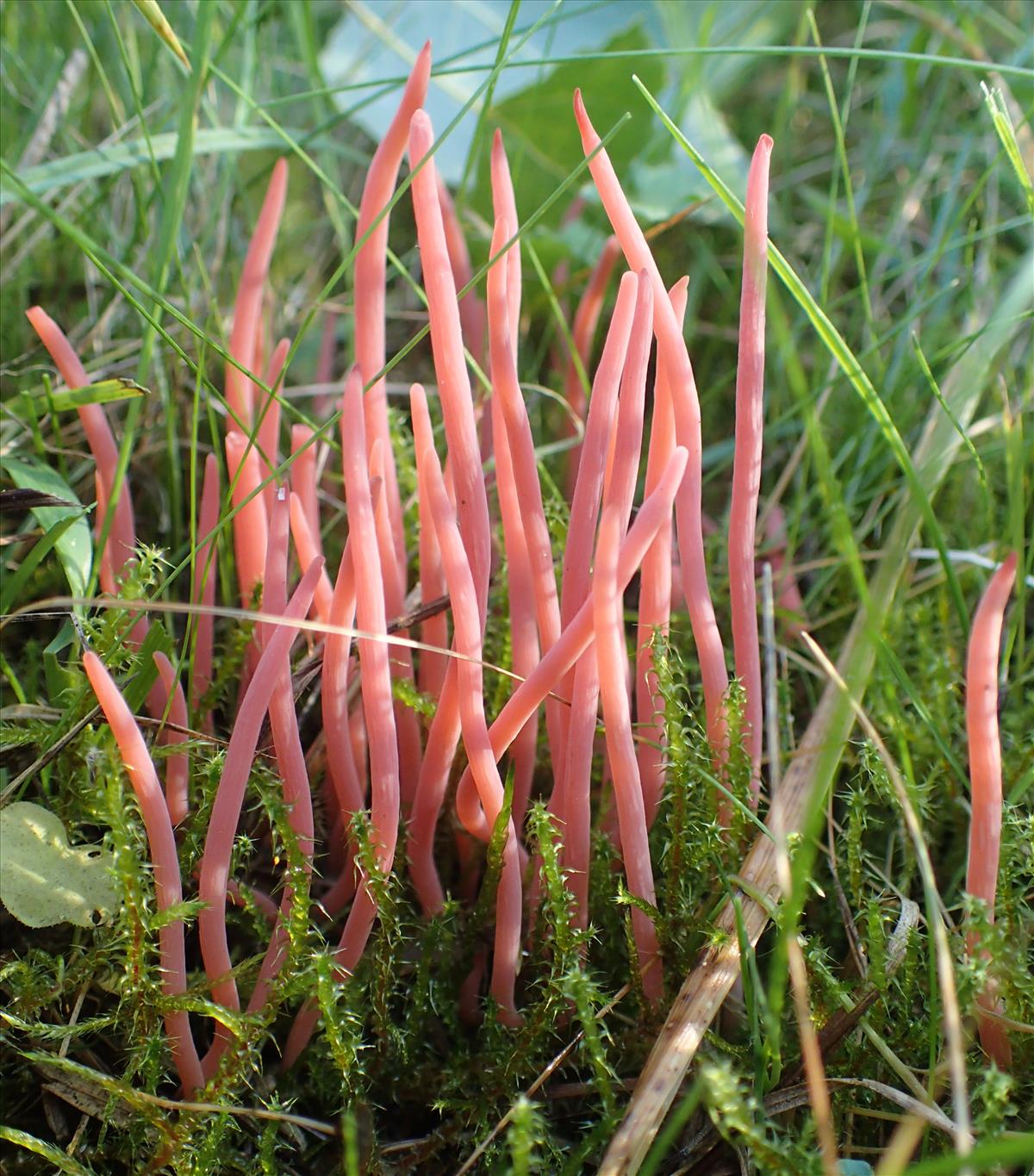 Clavaria incarnata (door Arno van der Pluijm)