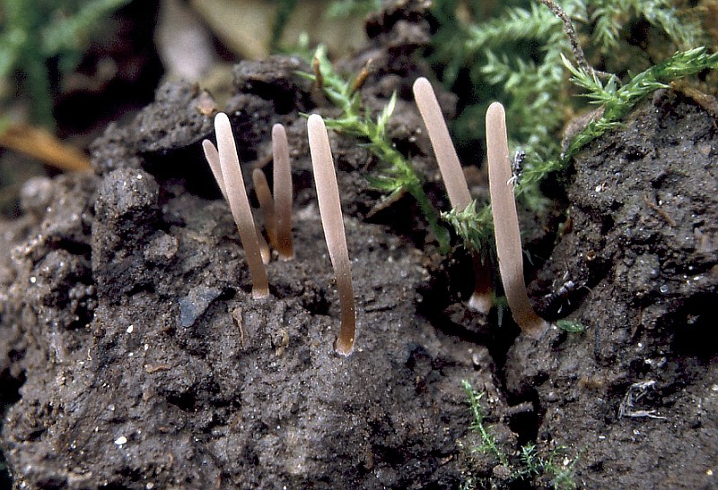 Clavaria atrofusca (door Leon Raaijmakers)