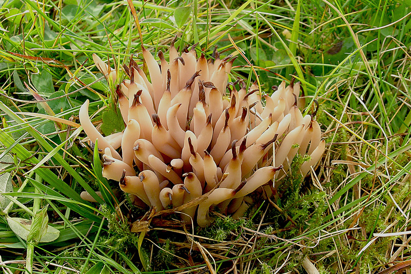 Clavaria fumosa (door Henk Huijser)