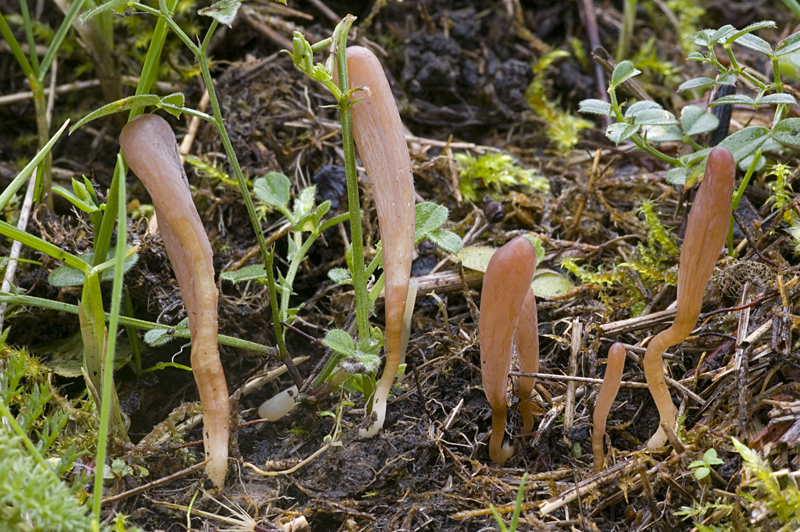 Clavaria greletii (door Nico Dam)