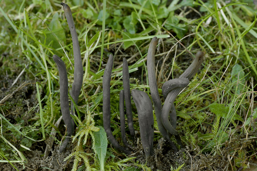 Clavaria greletii (door Henk Huijser)