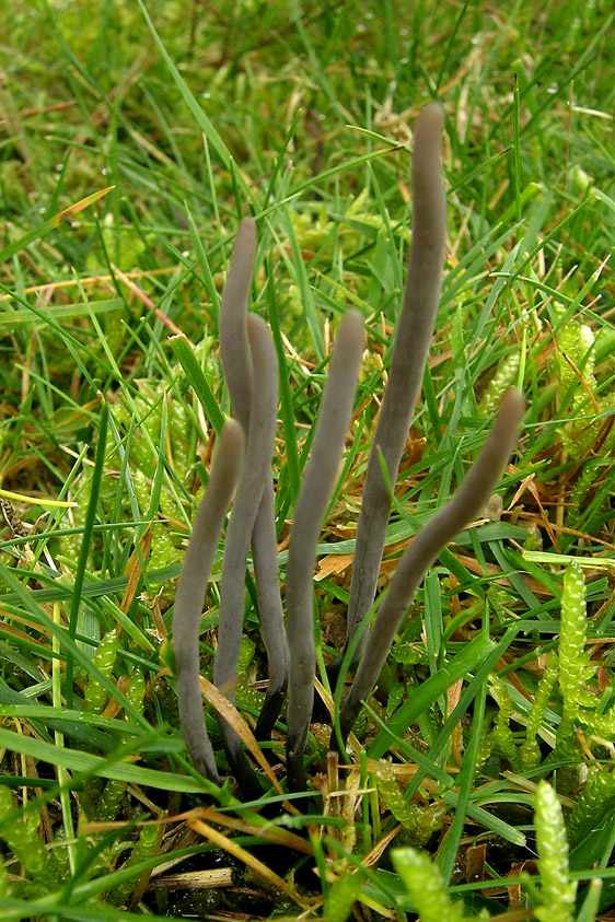 Clavaria greletii (door Henk Huijser)