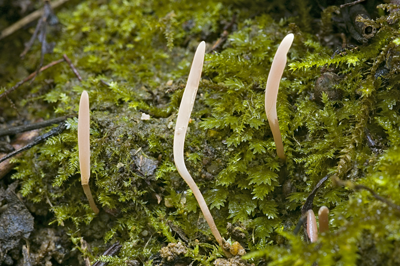 Clavaria incarnata (door Nico Dam)