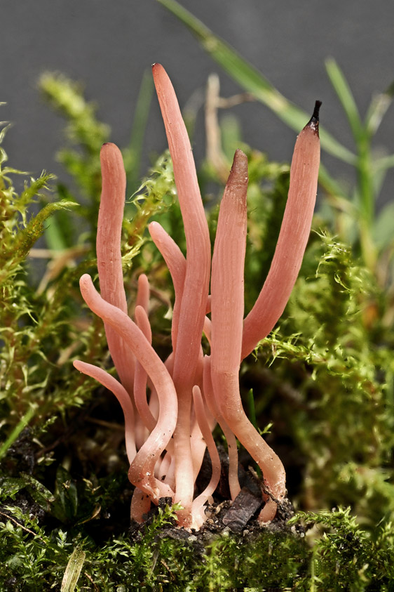 Clavaria incarnata (door Henk Huijser)