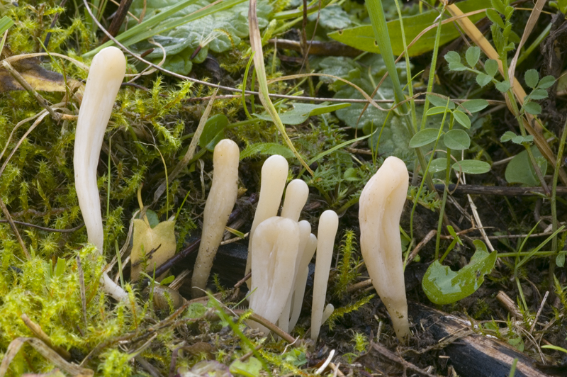 Clavaria krieglsteineri (door Nico Dam)