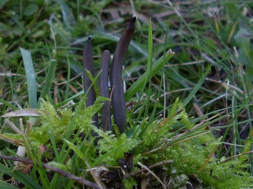 Clavaria pullei (door Alina & Chris Billekens)