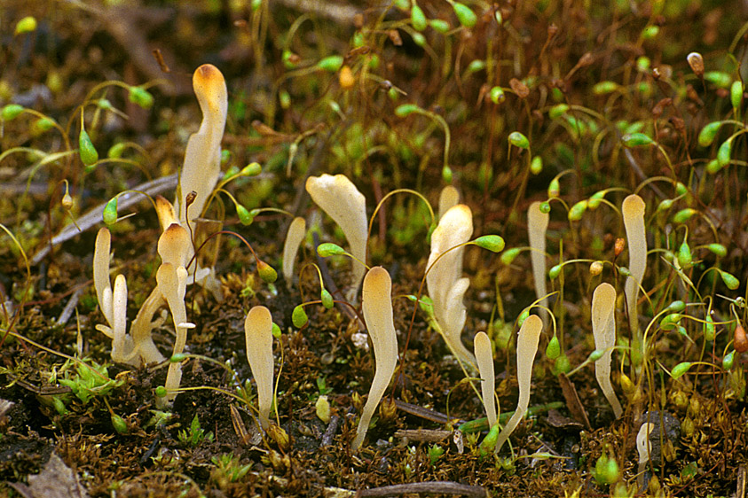 Clavaria tenuipes (door Henk Huijser)