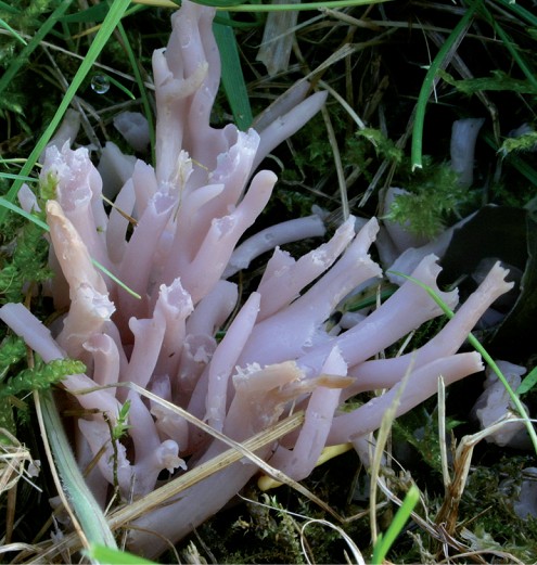 Clavaria zollingeri (door Elze Dijkman)