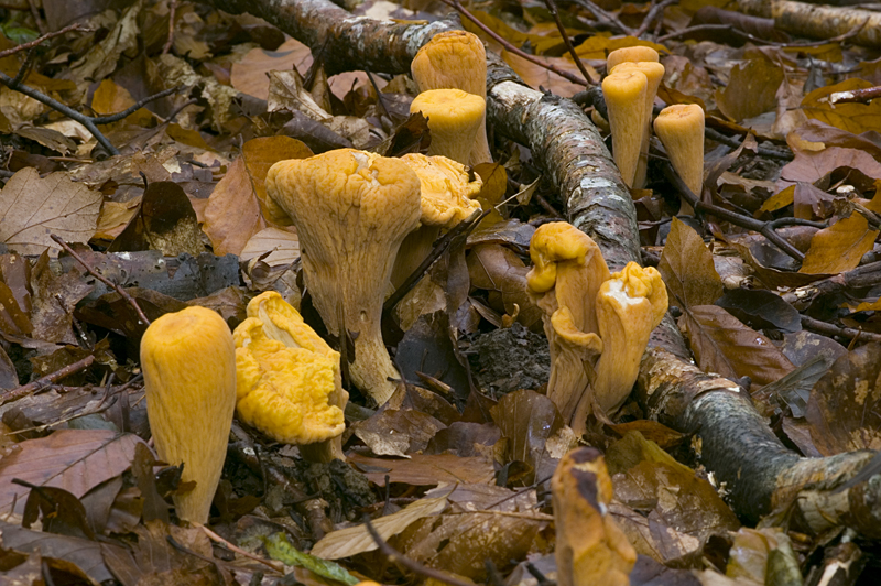 Clavariadelphus truncatus (door Nico Dam)