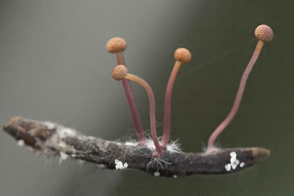 Claviceps microcephala (door Menno Boomsluiter)