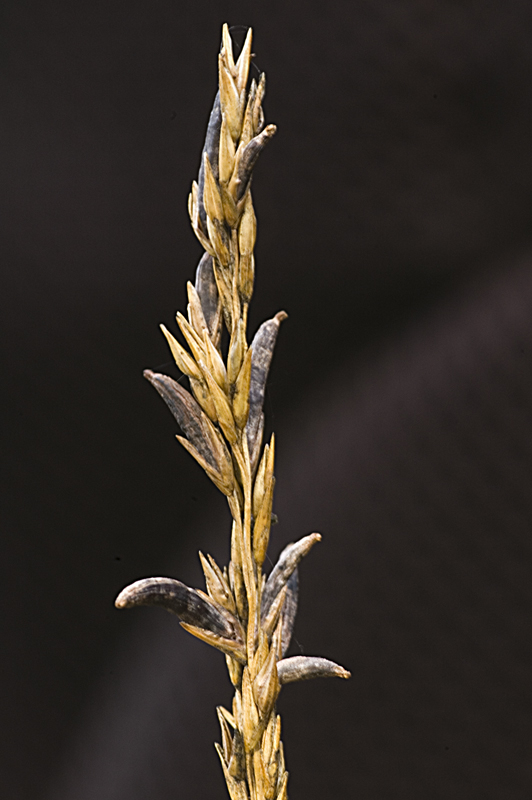 Claviceps microcephala (door Nico Dam)