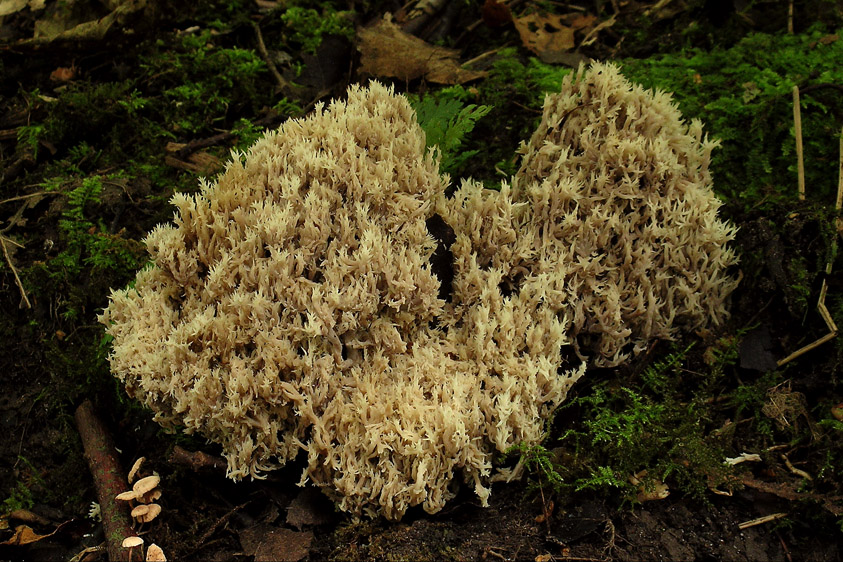 Clavulina coralloides (door Henk Huijser)