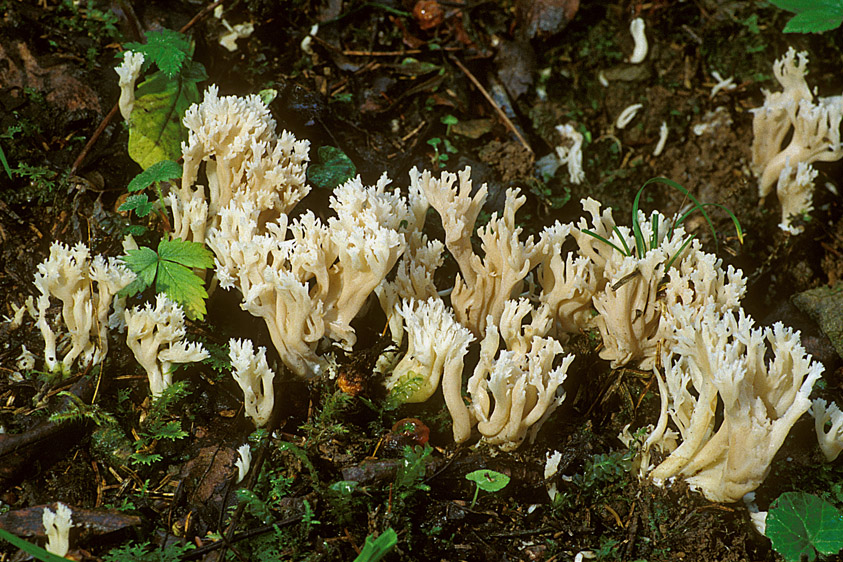 Clavulina coralloides (door Henk Huijser)