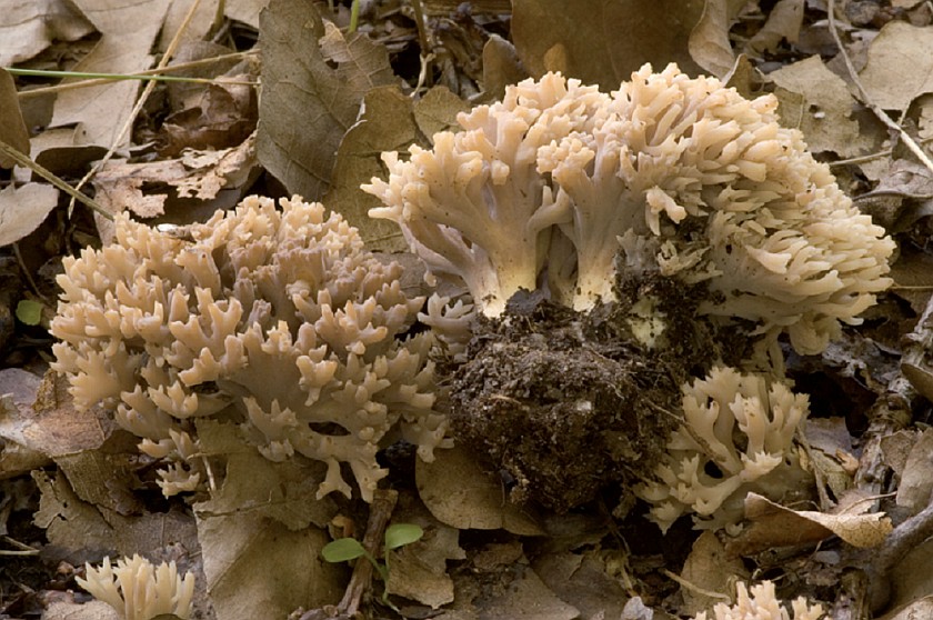 Clavulina coralloides (door Nico Dam)