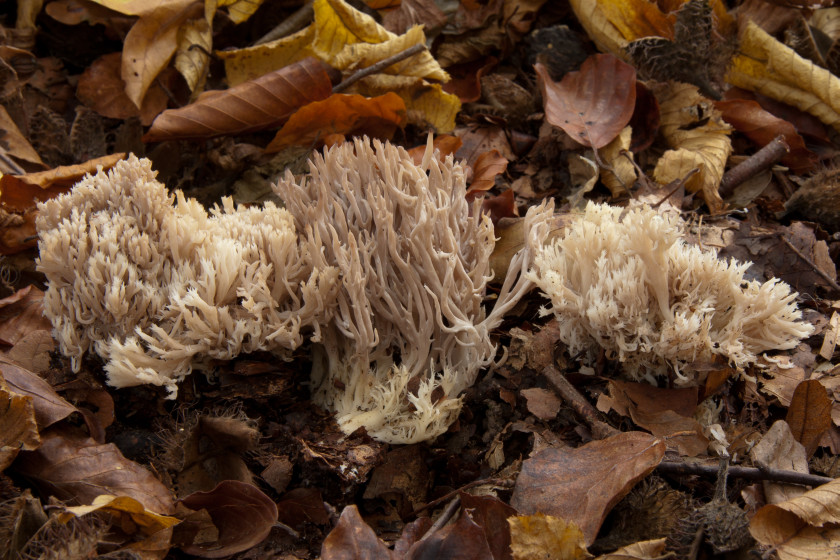 Clavulina coralloides (door Aldert Gutter)