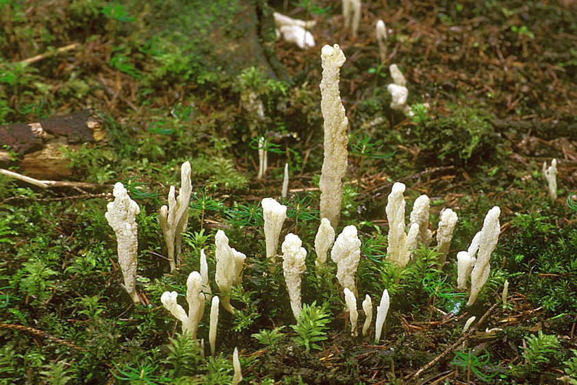 Clavulina rugosa (door Henk Huijser)