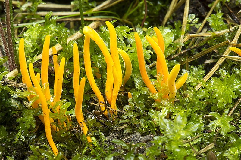 Clavulinopsis laeticolor (door Nico Dam)