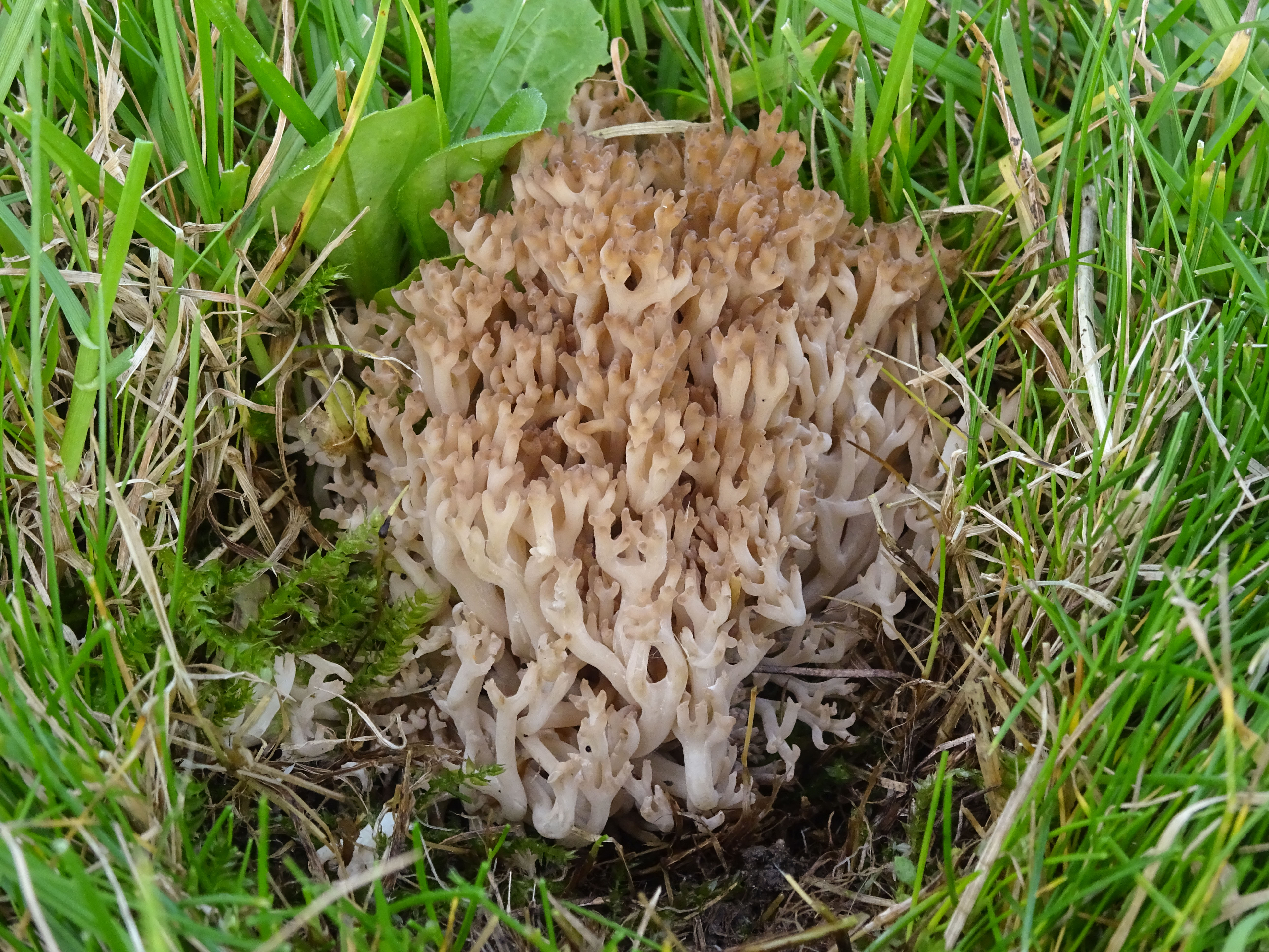 Clavulinopsis umbrinella (door Roeland Enzlin)