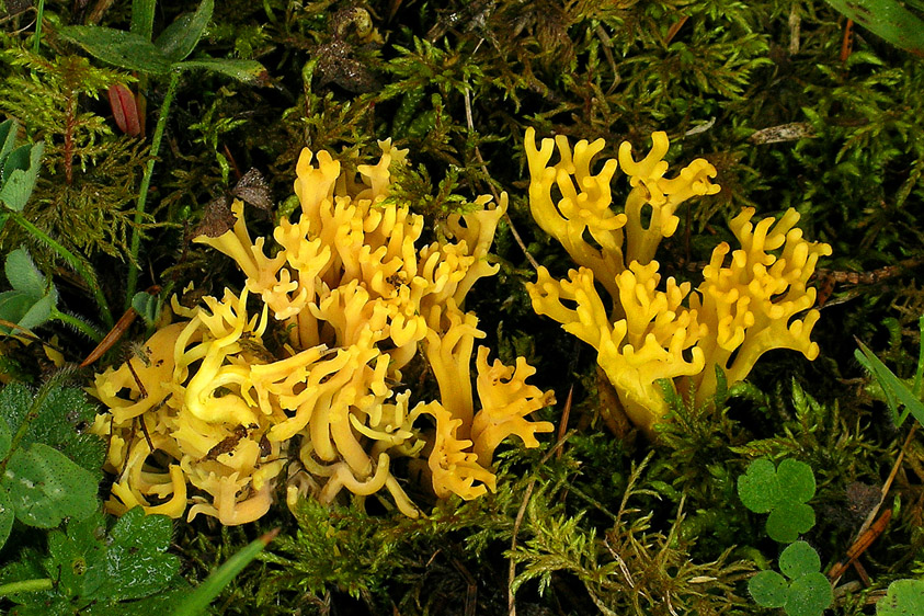 Clavulinopsis corniculata (door Henk Huijser)