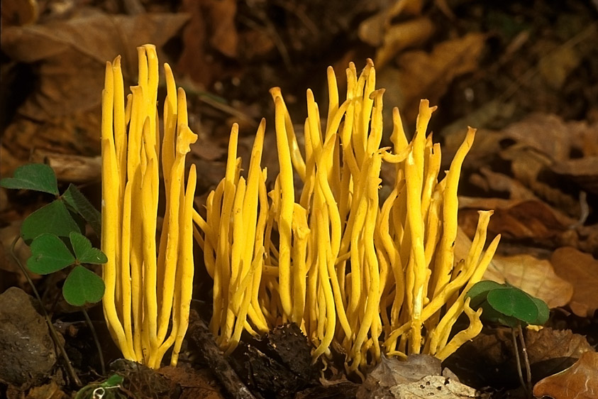 Clavulinopsis fusiformis (door Henk Huijser)