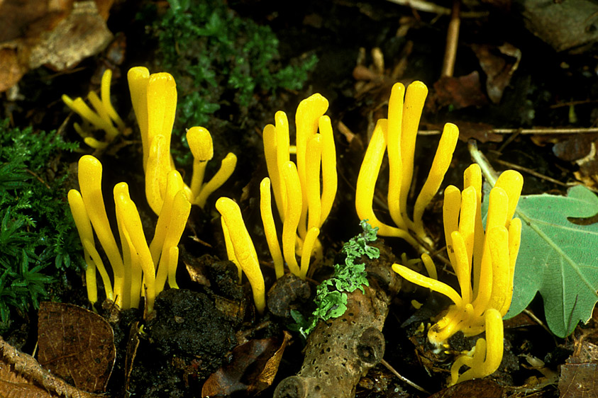 Clavulinopsis helvola (door Henk Huijser)