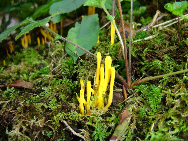 Clavulinopsis laeticolor (door Gert Immerzeel)