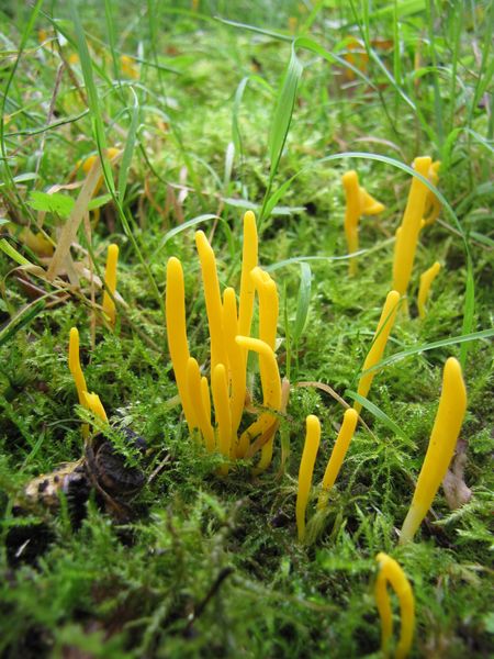 Clavulinopsis laeticolor (door Gert Immerzeel)