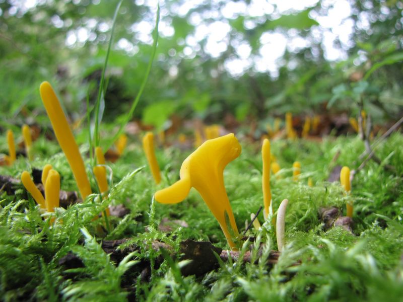 Clavulinopsis laeticolor (door Gert Immerzeel)