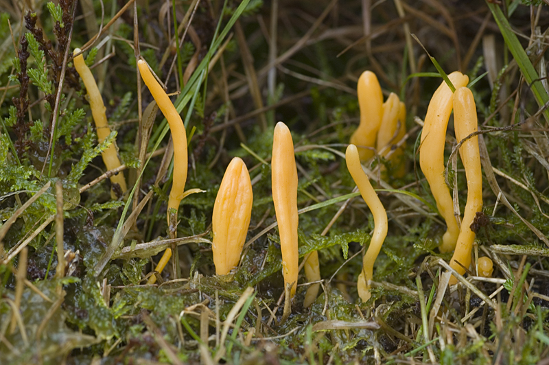 Clavulinopsis luteoalba (door Nico Dam)